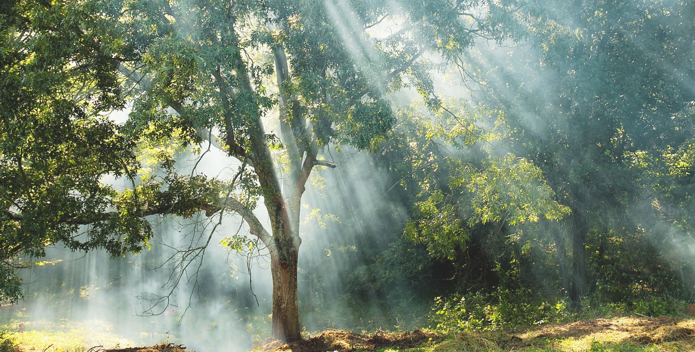 Baum und Licht